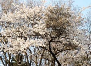 山上城跡公園桜