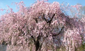 池の端枝垂れ桜