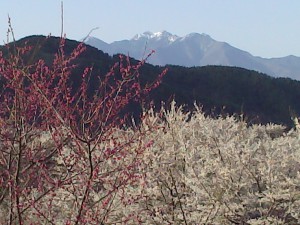 眞原桜と八ヶ岳