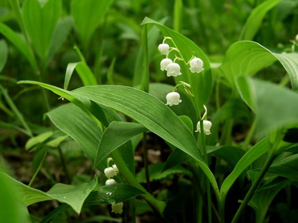 笛吹市芦川町 すずらんの里祭り 富士五湖 伊東 芦ノ湖の情報