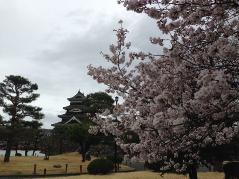 ４月桜と松本城20150405