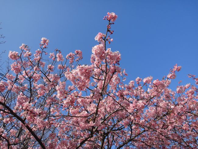 濃いピンク色がとってもきれい 長生郡白子町でしらこ桜祭り開催中です 千葉 館山 南房総の情報田舎暮らし物件 中古別荘や古民家のマル秘不動産情報