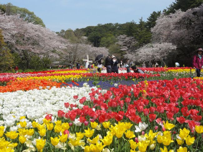 静岡県 浜松市 桜とチューリップの饗宴が見事 癒されました 富士五湖 伊東 芦ノ湖の情報