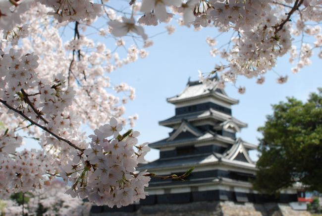 桜が満開 見頃はいつまで 松本市 安曇野市の桜情報 安曇野 白馬の情報