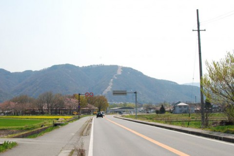 光城山桜遠景