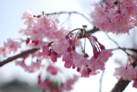 縄手の桜