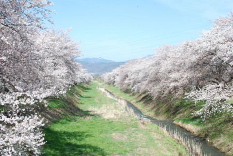 安曇野市の桜（黒沢川）