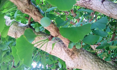 梅雨　果樹成長　05