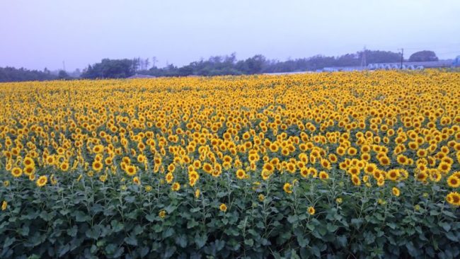 真夏の虫対策 八ヶ岳 蓼科 北杜市の情報