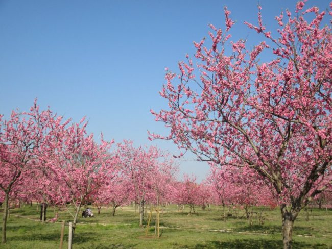 日本一の桃の里古河桃まつりを散策しました 鹿嶋 鉾田エリアの情報