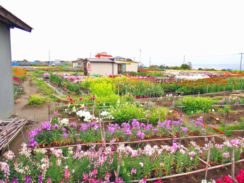 南房総市 今年も行ってきました お花畑でお花見 千葉 館山 南房総の情報田舎暮らし物件 中古別荘や古民家のマル秘不動産情報