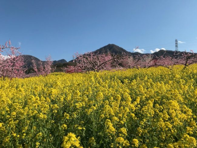 山梨の春 続編 笛吹市の桃源郷から富士吉田市新倉山浅間公園へ 富士五湖 伊東 芦ノ湖の情報