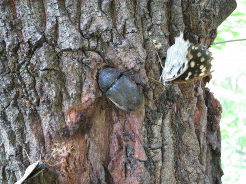 オイラが国蝶のオオムラサキだぞ 八ヶ岳 蓼科 北杜市の情報