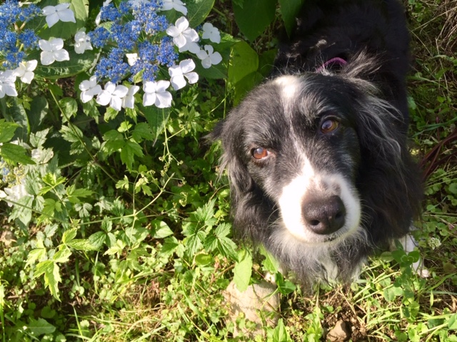 愛犬と一緒に自然を楽しむ 犬にフレンドリーな町 那須 那須 日光の情報