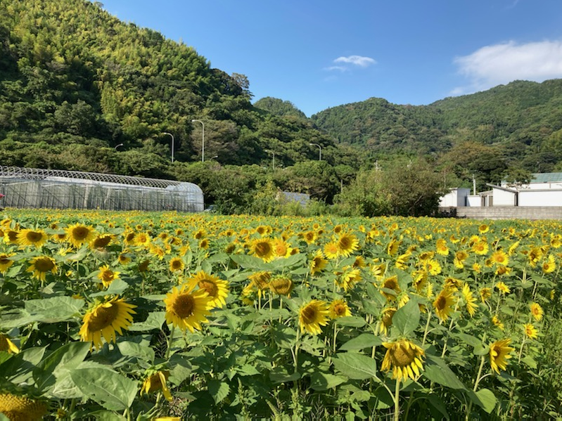 焼津市 国道沿いの 秋のひまわり畑 ５万本が満開で賑わっています 静岡市 中山間地の情報