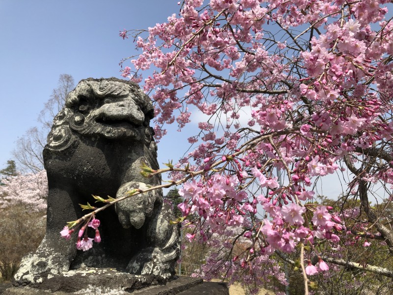 茨城県常陸太田市】西山公園 1500本の桜を眺めてきました | 移住・田舎