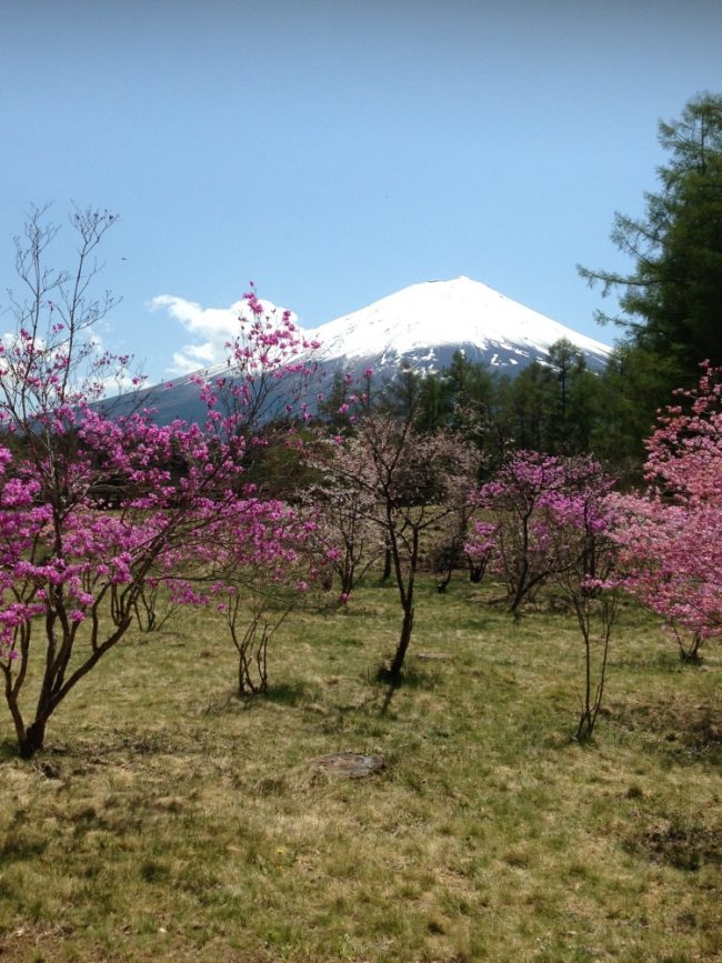 田舎暮らしのちょこっと散歩 ミツバツツジと富士山 河口湖創造の森 富士五湖 伊東 芦ノ湖の情報