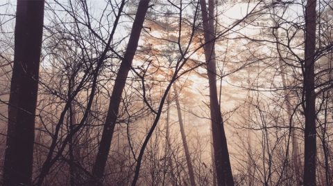 気温の上昇と共に森に靄が立ち込める日も