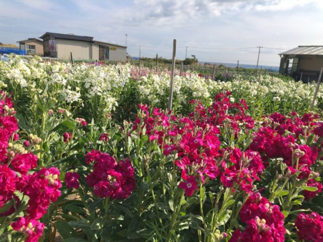 南房総市 白間津のお花畑でお花摘み 道の駅でショッピング 千葉 館山 南房総の情報田舎暮らし物件 中古別荘や古民家のマル秘不動産情報