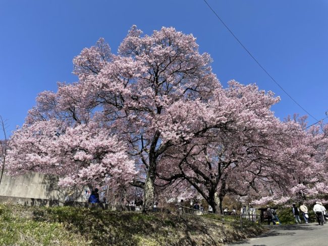 桜ゾーン