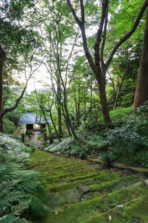 鎌倉の隠れた癒しスポット：妙法寺で静寂の時間を過ごす