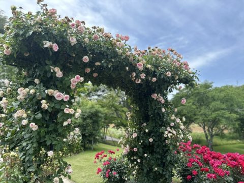 中之条ガーデンズのピンクのバラのアーチ