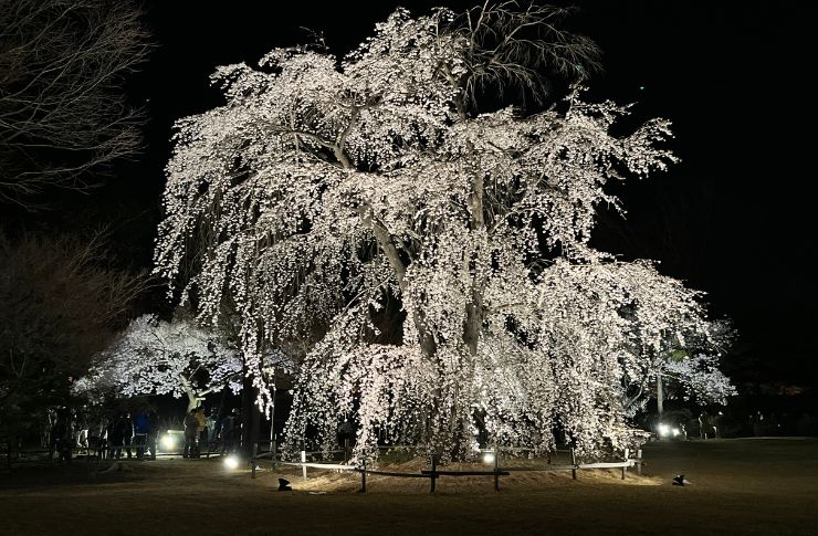 松本城のしだれ桜