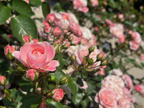 中之条ガーデンズの春バラ