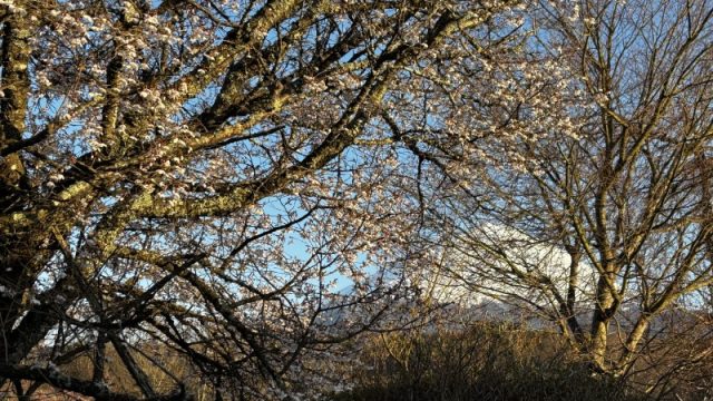 秋里