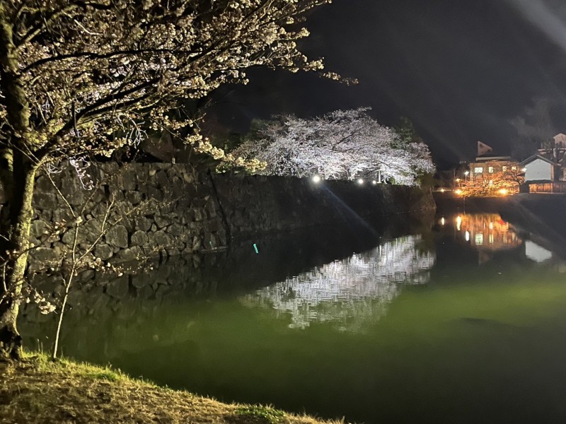 外堀の桜