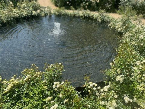 水面がキラキラと太陽を反射している