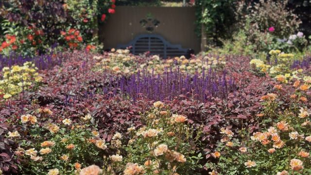 たくさんの植物とベンチ