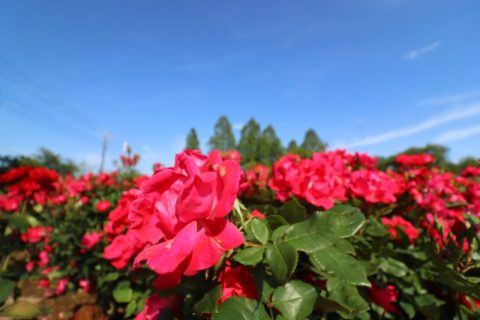 薔薇の季節がやってきた?埼玉県北足立郡『伊奈町バラ園』へ♪