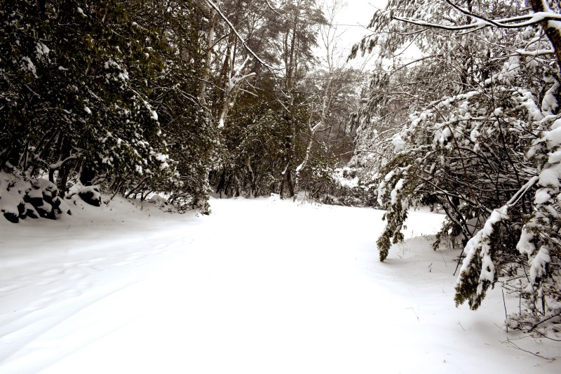 富士山,冬,雪