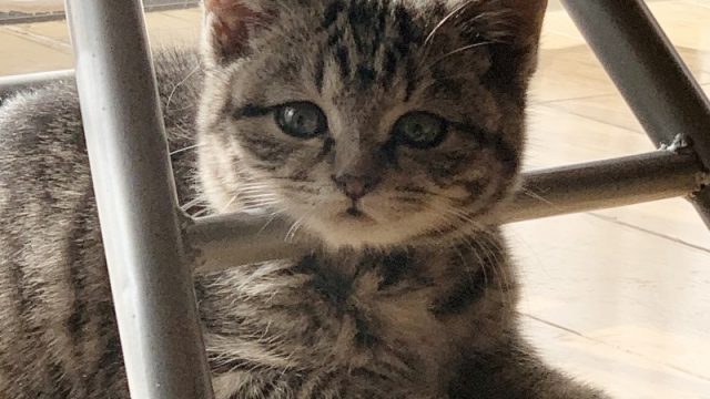 春野こむぎ