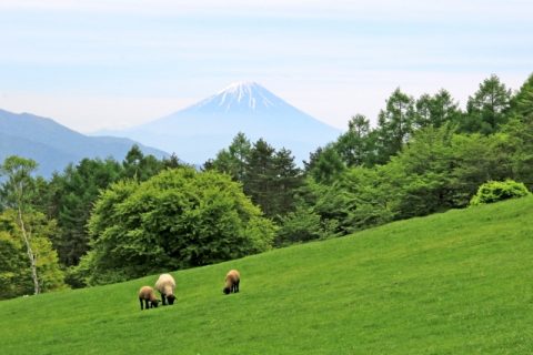 ここのソフトクリームは絶品！八ヶ岳のソフトクリームならここ！後編