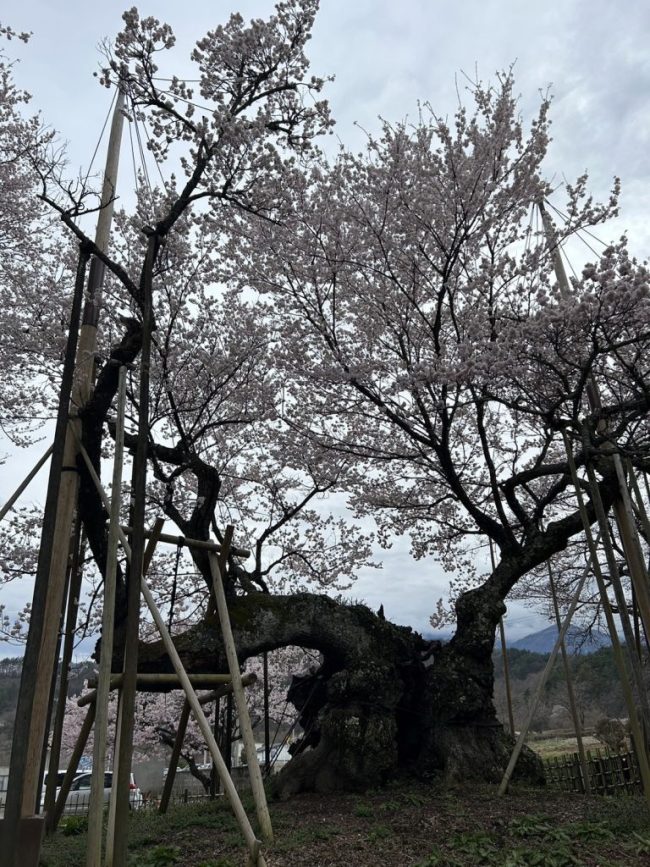 神代桜