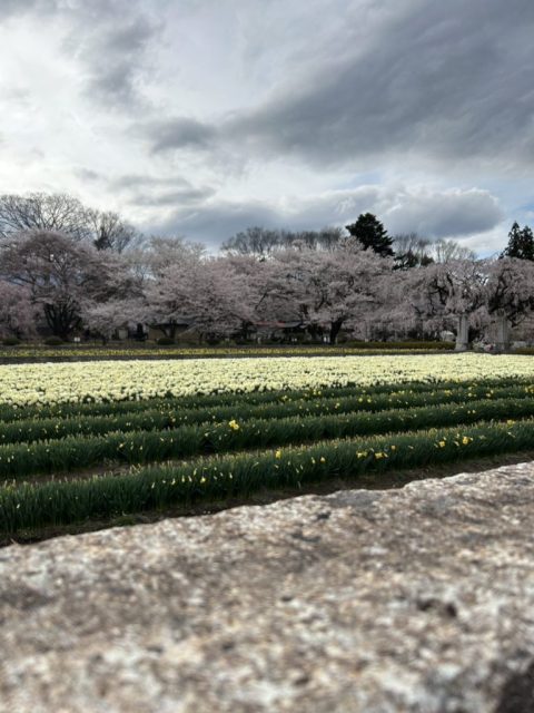 【北杜市】お花見の時期のおすすめの桜！