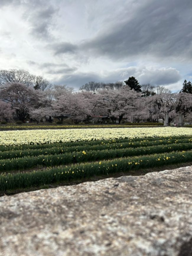 神代桜