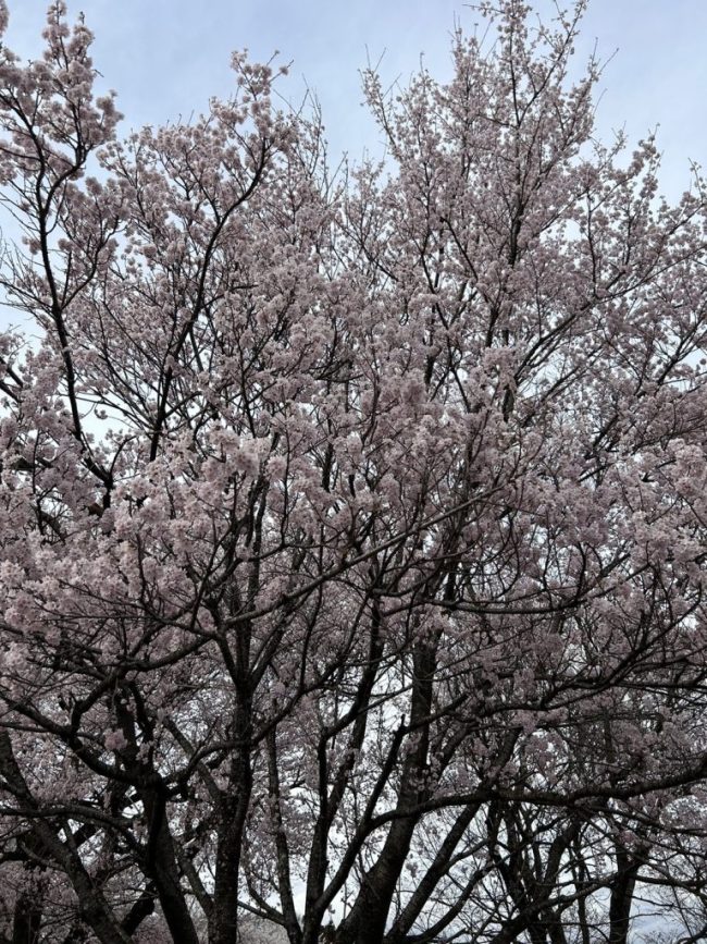 神代桜