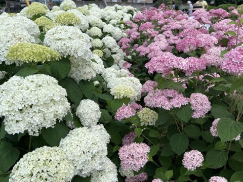 前橋市街地から８kmほどの場所にある赤城山麓のアジサイの名所は、子どもから大人まで楽しめる《人気の道の駅》でした！