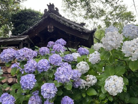 ぐんま花の駅《常楽寺》のアジサイと群馬県のソウルフードを楽しむ一日！