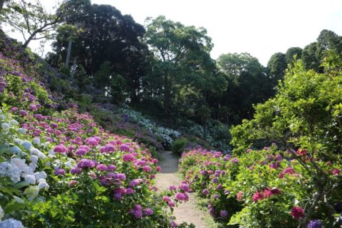 千葉県が誇る紫陽花の名所・茂原市『服部農園あじさい屋敷』へ！