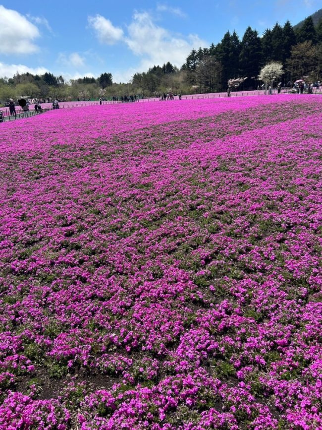 芝桜
