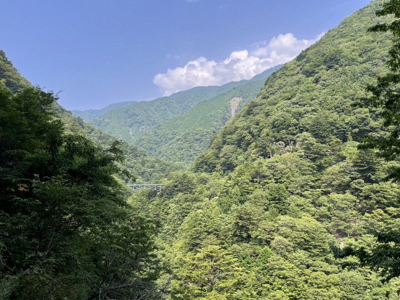 緑が濃い