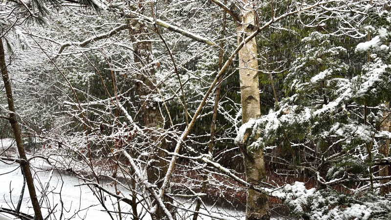 富士山の冬,別荘地の雪