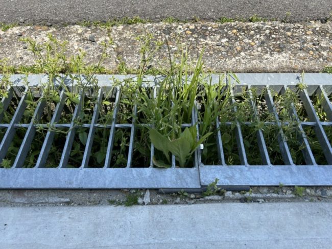 除草剤散布前の様子
