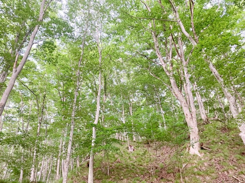 けやきの森自然園