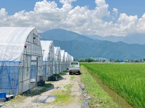 IT企業から農業へ！安曇野に移住した理由は「夏秋いちごとの出会い」