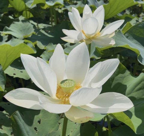 赤城山を望む伊勢崎市磯町「あかぼり蓮園」で、見頃の蓮の花を見てきました！